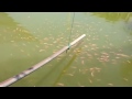 Feeding fishes in a farm pond
