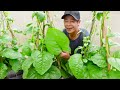 Planting Vegetable Tower For Summer, Not Only Delicious But Also Excellent For Cooling