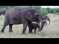The Wilderness Journal episode 3 - Elephants, Buffalo, zebra