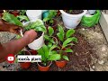 Propagating the peace lily, unlock the hiden secret of peace lily.