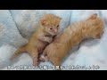 【生後18日】威力抜群！覚えたてのシャーを連発する赤ちゃん猫