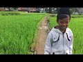 Walking in the rice fields