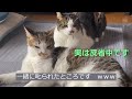 兄弟猫のつるむ理由😺　な~るほどね🤣😹　【月曜・金曜は兄妹猫の担当です😻】(Video Up On Mon.and Fri.）