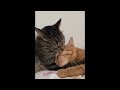 😂 Funniest Cats and Dogs Videos 😺🐶 || 🥰😹 Hilarious Animal Compilation №405