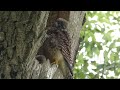 Kestrel fledglings #naturelovers #birds #derbyshire #wildlife #kestrels #kestrel #birdsofprey #uk