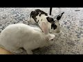 Rabbits eating dandelion greens, dill, and lettuce