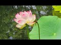 4K | Lotus Flower | Japanese Garden | OSAKA Expo'70 Commemorative Park | 2024 | 蓮 | 万博記念公園 | Japan