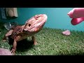 Bearded Dragon Eating a Cricket