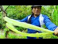 Proceso tradicional para sacar CABUYA de PENCO para hacer sogas