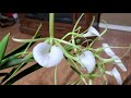 12.10.21 Brassavola Orchid Update