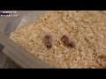 Hand-feeding Zebra finch chicks (DAY 1)｜This video has English subtitles.