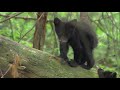 Great Smoky Mountains - A Fairytale World from Once Upon A Time | Free Documentary Nature