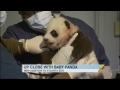 Atlanta's Baby Panda on GMA | CUTE ANIMALS (Episode 9)