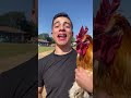 Eat A Chicken In Front Of A Chicken 🐔