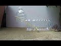 Water bottle Mouse/Rat Trap