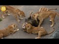 Lion Seriously Injured After Attacking Prey And What Happens Next? | Animal Fight