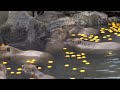 Capybara with mandarin orange on head　みかんを頭にのせるカピバラ 伊豆シャボテン動物公園元祖カピバラ露天風呂　MAESTRO ZEN