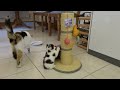 Cute, Cute Kittens Playing.  ASMR Relaxation.