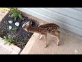 Baby deer on our front porch. *update in description