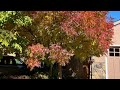 Falling for Fall: Exploring the Beauty of Fall Colors @Carol-Beauty of Nature