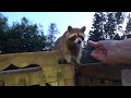 Wednesday just at dusk with my raccoons
