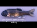 Species Profile # 35: The Fathead Minnow (Pimephales promelas)