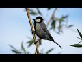 Cinereous Tit Old name Great Tit .short but nice.hope u all enjoy 🫣At UT ladakh