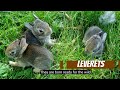 Rabbits vs. Hares: How to Distinguish Them???