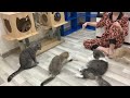 New Funny Animals 2023 🤣 Funniest Cats and Dogs 😹🐶 Part 11