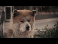 Dogs are the Most Loyal Creatures (Hachiko's Story)