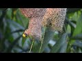 Baya Weaver  / Burung Tempua