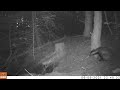 Badgers - Dassen, den Treek Ball o' Bedding