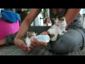 feeding baby cat ( bottle feed)