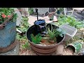 DIY Barrel Pond