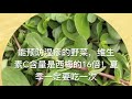 能预防湿疹的野菜，维生素C含量是西梅的16倍！夏季一定要吃一次