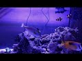 Canon 1dx mark III video - Canon 35mmL EF lens - Feeding saltwater fish