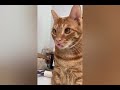 Kelakuan Kocak Si Oren 🐈 Bikin Gemas Dan Cemas #kucing #kucinglucu #funnyvideos #viral #cat #funny