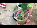 How to Grow Eggplants in Containers from Seed | Easy planting guide