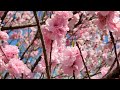 散る桜と桃の花と: The falling cherry blossoms and peach blossoms...