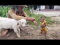 Monkey Cutis 🙈and Baby Goat🐐 Videos Compilation!