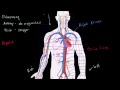 Circulatory system and the heart | Human anatomy and physiology | Health & Medicine | Khan Academy