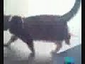 Katze auf Skateboard