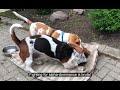 earth's deadliest animal: basset hound