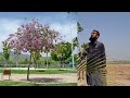 Best flowering trees selection |Beautiful trees growing in my farm |IR FARM