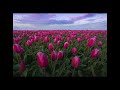 How To Edit Your Tulip Photos - Focus Stacking, Dreamy Look & Noise Stacking