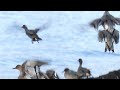 琵琶湖（長浜・豊公園）の野鳥ーカモ達の通勤ラッシュ / Ducks in rush-hour