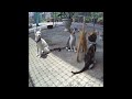 IMPOSSIBLE TRY NOT TO LAUGH 🐶 Best Funniest Animals Video 2024 😂