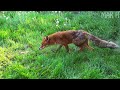 Red Fox makes herself at home.Part 2