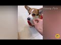 Funniest Pet Moments Of 2024: Cute & Funny Animals Videos Compilation | Funny Pets Vlogs Part 2