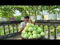 How Grow Melons Without A Garden, Super Many Fruits, Secrets Never Revealed